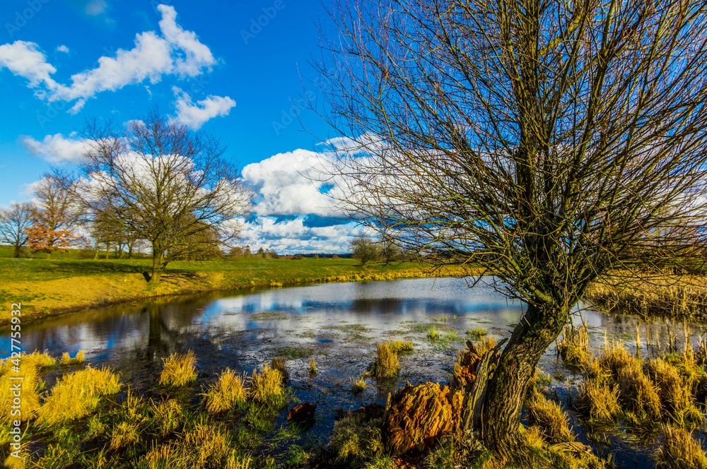 Alone tree on the Lake