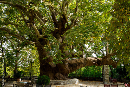 Tsagarada, Greece,09/25/2017: giant plane tree photo