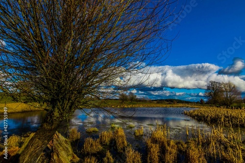 Alone tree on the Lake