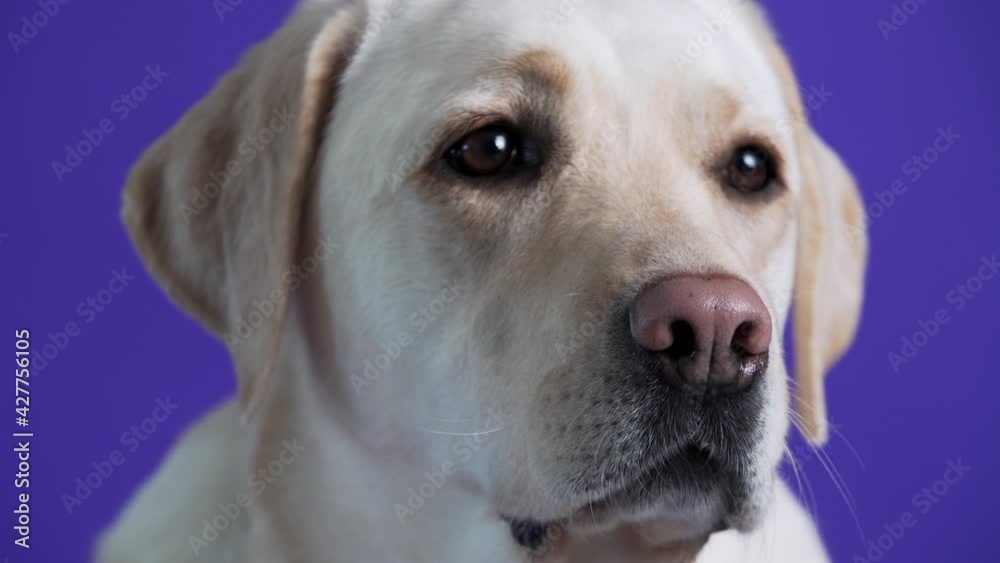 Close portrait of adorable golden retriever with brown eyes looking at someone behind the camera. Violet background Close portrait of adorable golden retriever with brown eyes looking at someone behind the camera. Violet background