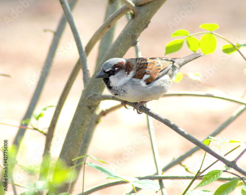 Chubby Bird (House sparrow) Sitting on a Tree Branch