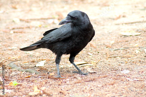 Intense American Crow Looking Forward
