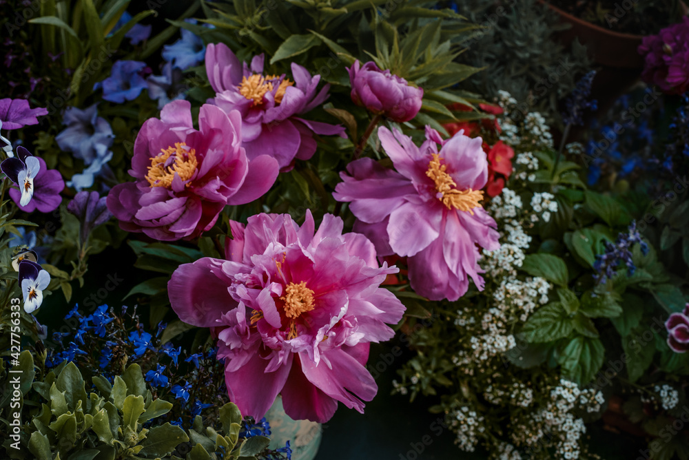 Peonies in a vase in the garden