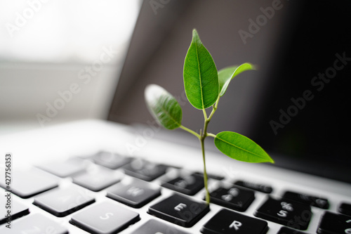 Laptop keyboard with plant growing on it. Green IT computing concept. Carbon efficient technology. Digital sustainability 