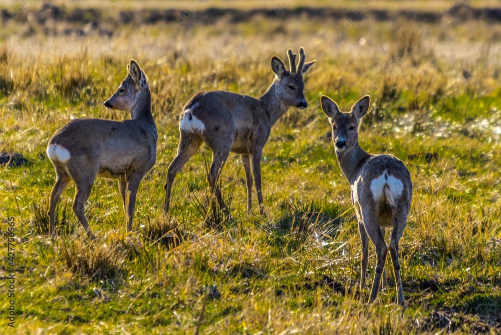 Deers