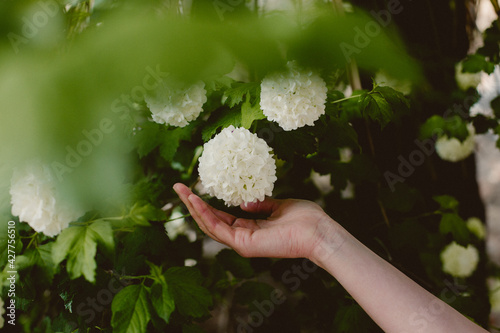 hand picking flower feel nature
