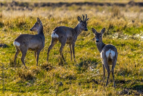 Obraz na płótnie Deers w salonie