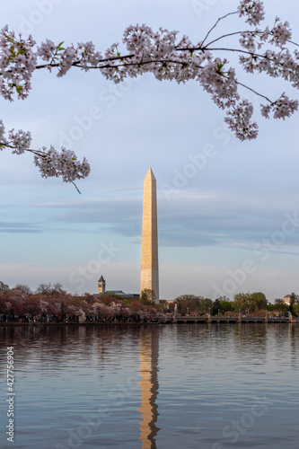 Washington Monument Surrounded by Cherry Blossoms