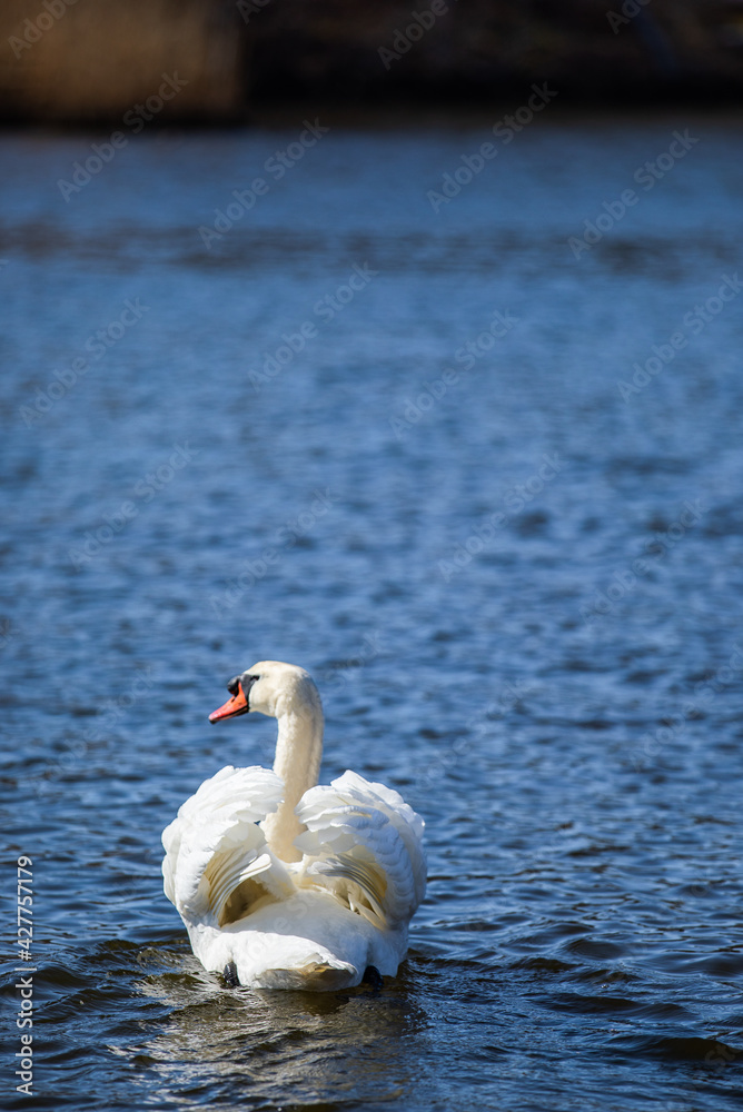 Fototapeta premium swan swimming into the distance in the sunlight