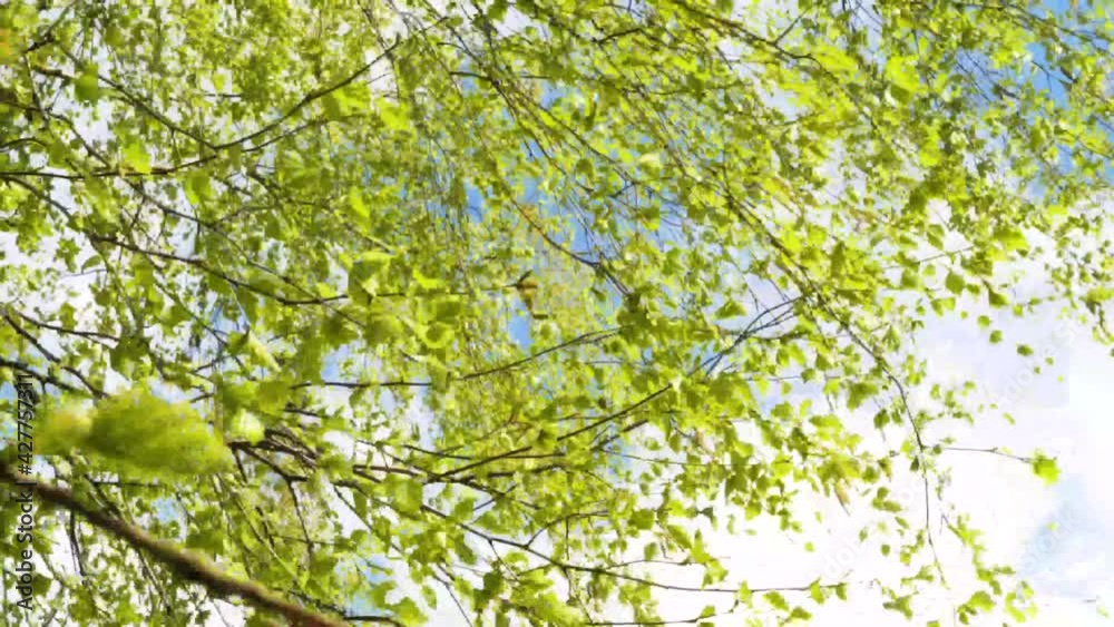 wind blowing agaist the many branches of leaves