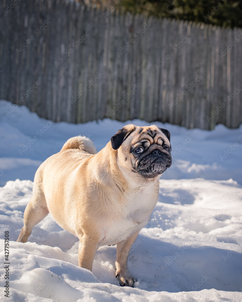 dog giving funny looks outside in the sun