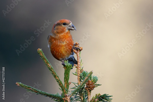 Red crossbill perched on a tree twig on a blurred background photo