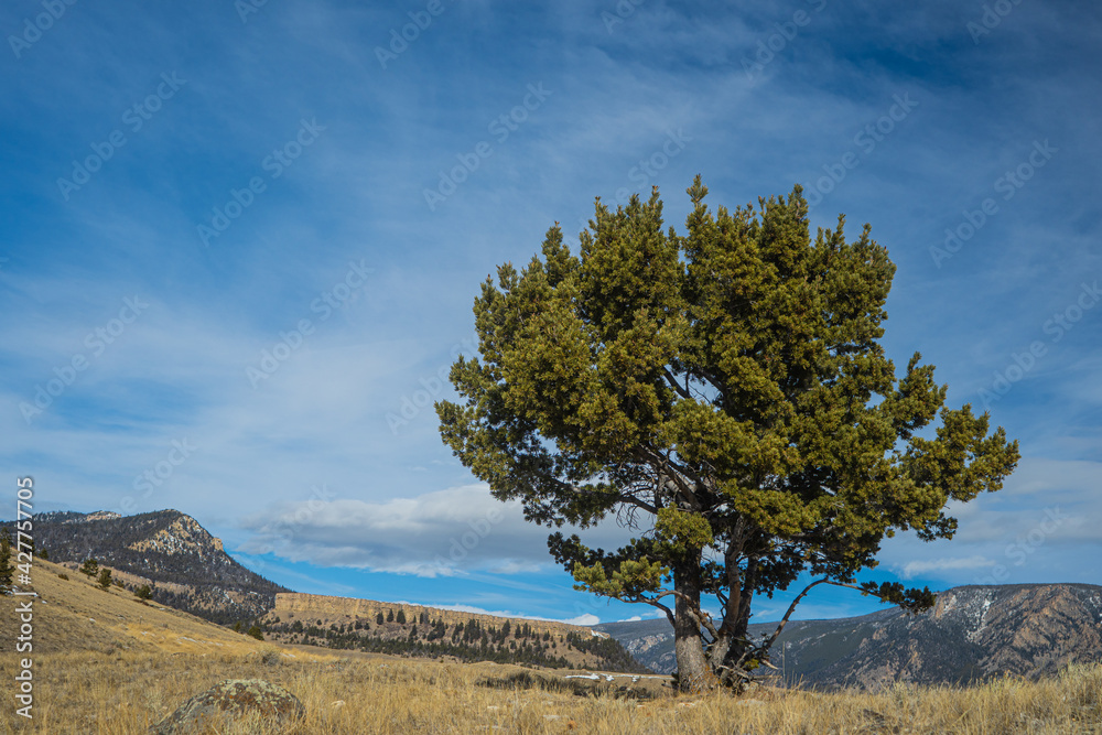 White Bark Pine Tree in Wyokming Wilderness White Bark Pine Tree in Wyokming Wilderness