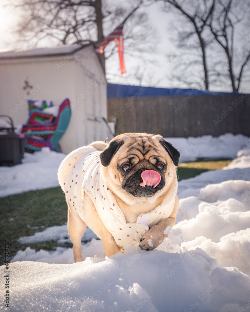 Pug in the sunlight with its tongue out Pug in the sunlight with its tongue out