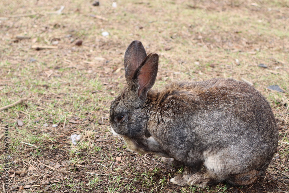 Fototapeta premium rabbit