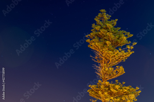 Cupressaceae
Neocallitropsis pancheri tree, tree top shoot at night