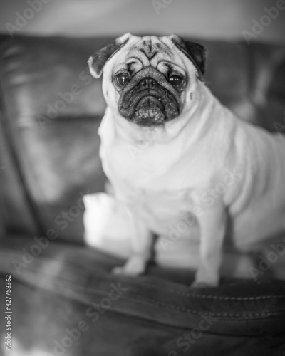 Pug looking at camera in black and white
