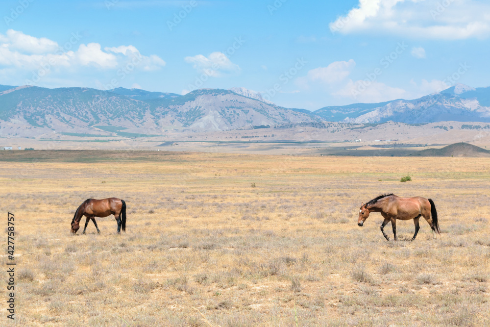 A couple of horses graze against the backdrop of mountains in a blue haze A couple of horses graze against the backdrop of mountains in a blue haze