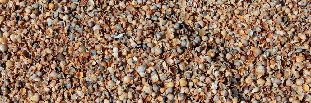 Seashell beach in the afternoon, takes a full frame, top view, banner