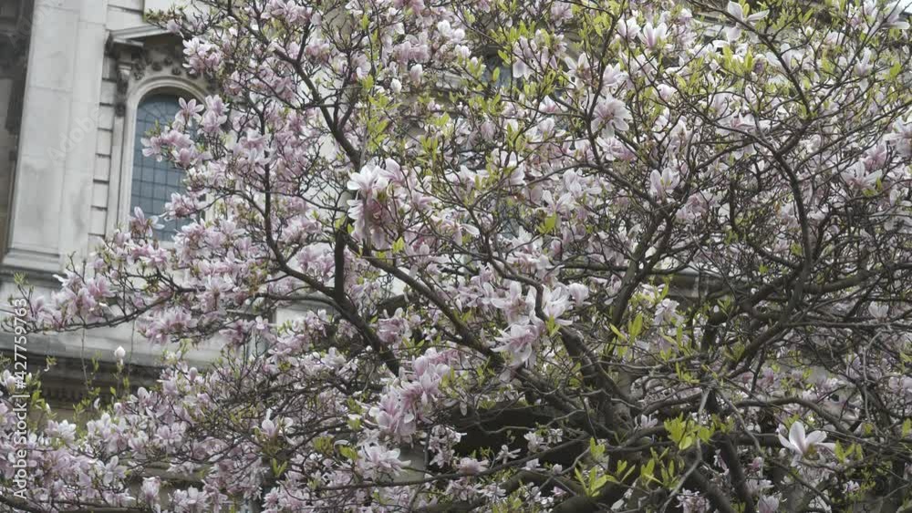 Blossoming magnolia tree beside old building. Blossoming magnolia tree beside old building.