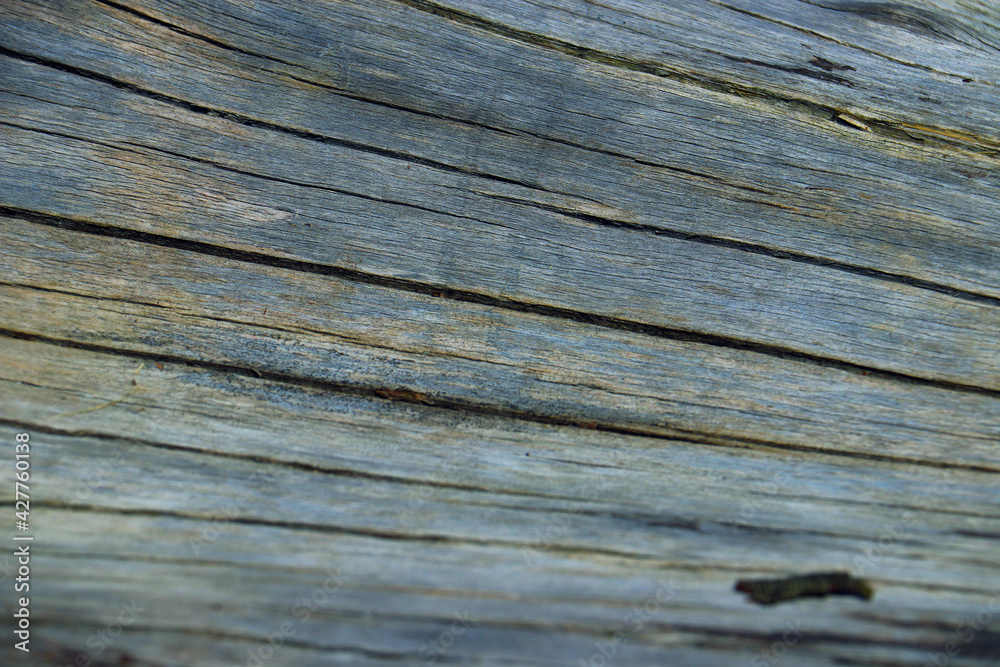 wood tree timber background texture structure backdrop wood tree timber background texture structure backdrop
