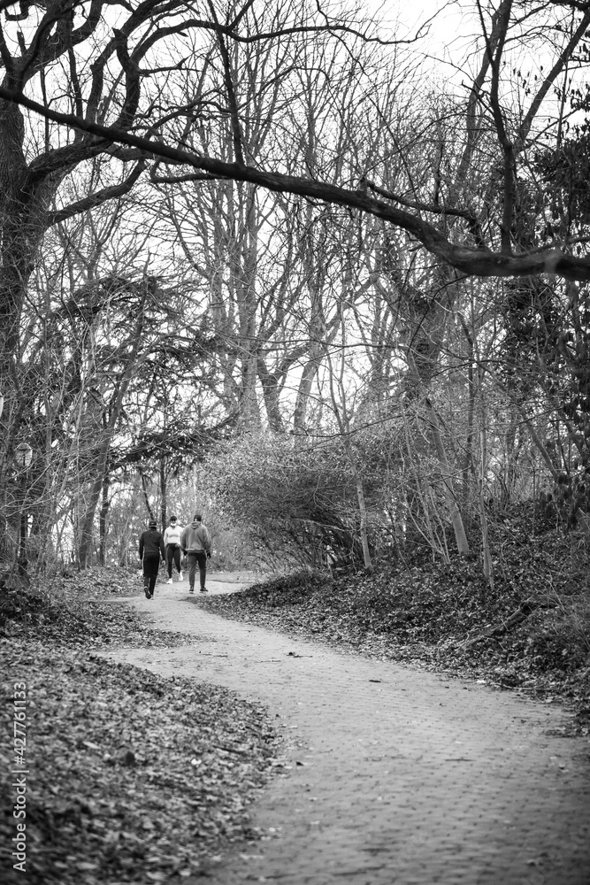 Tall curly hiking park trail