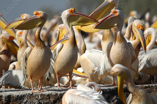 parc national du djoudj,senegal pélican Blanc (pelecanus onocrotalus) photo