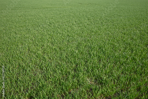 Top view over green agricultural field and meadow.