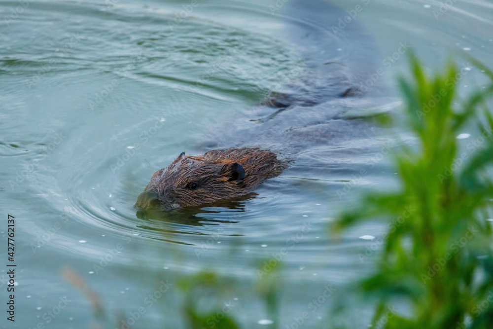 Wild European beaver or Eurasian beaver, Castor fiber, swimms in water. Beaver's head peaking out from water, brown furry body and long flat tail clearly visible. Wildlife scene. Habitat Europe, Asia. Wild European beaver or Eurasian beaver, Castor fiber, swimms in water. Beaver's head peaking out from water, brown furry body and long flat tail clearly visible. Wildlife scene. Habitat Europe, Asia.