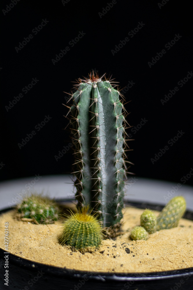 Fototapeta premium cactus in a pot