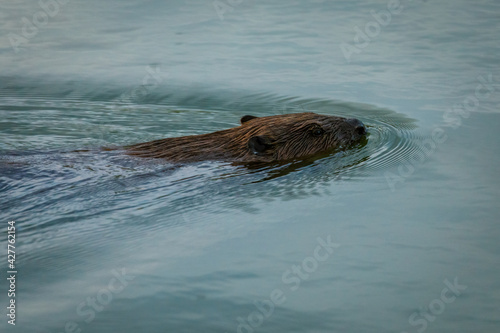 Wild European beaver or Eurasian beaver, Castor fiber, swimms in water. Beaver's head peaking out from water, brown furry body clearly visible. Endangered rodent. Wildlife scene. Habitat Europe, Asia.