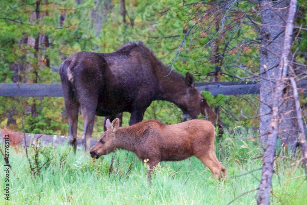 Moose Momma and baby Moose Momma and baby