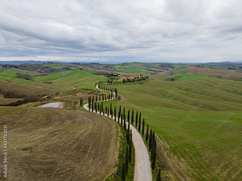 Cypress trees row in a peaceful countryside landscape. Drone view, aerial shot.