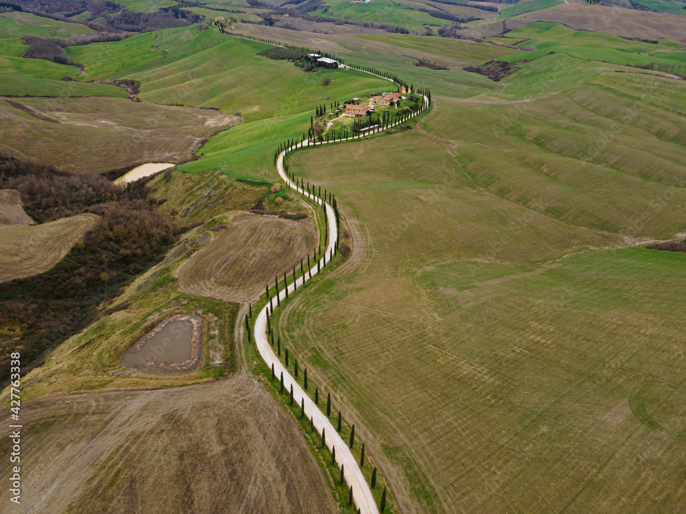 Cypress trees row in a peaceful countryside landscape. Drone view, aerial shot.