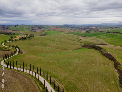 Cypress trees row in a peaceful countryside landscape. Drone view, aerial shot.
