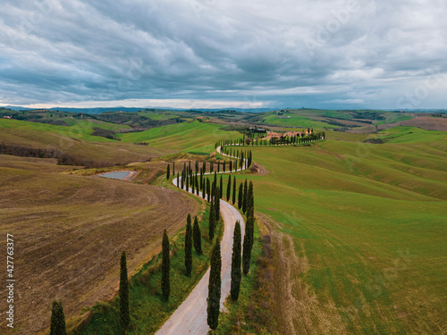 Cypress trees row in a peaceful countryside landscape. Drone view  aerial shot.