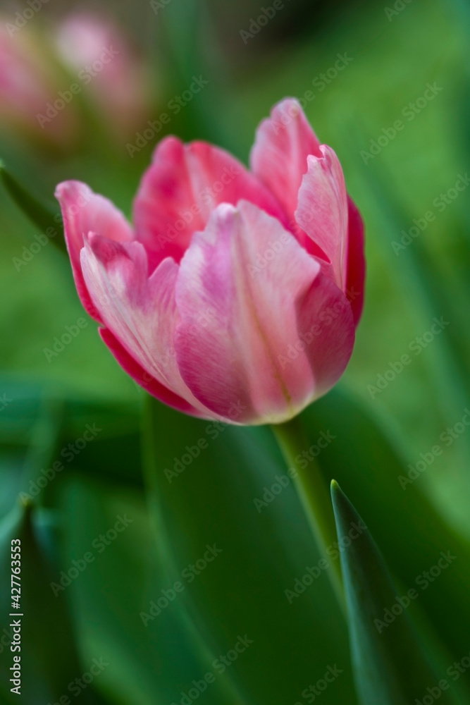 Tulip flower field blooming in the garden