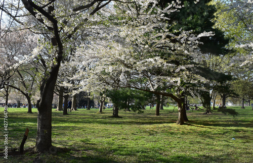Cherry Blossom Festival in Washington, DC, 2021