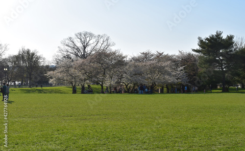 Cherry Blossom Festival in Washington, DC, 2021