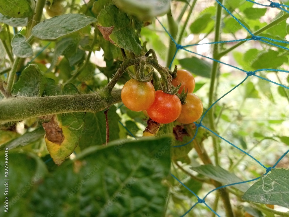 little size tomato