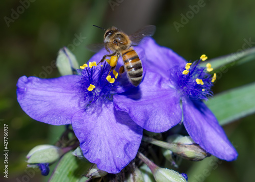 ohio spiderwort, bluejacket (Tradescantia ohiensis), clumped showing bright purple petals with yellow pollen heads, bokeh background, extreme detail with a honey bee (Apis mellifera), pollen legs  photo