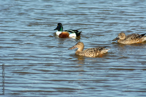 Closeup shot of ducks swimming in a lake photo