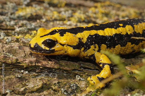 Bright yellow-colored Salamandra bernardezi on the wooden surface photo