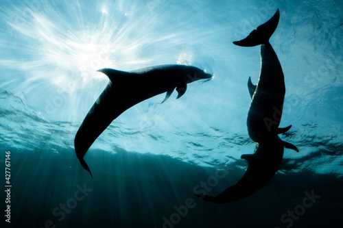 dolphin © Deak