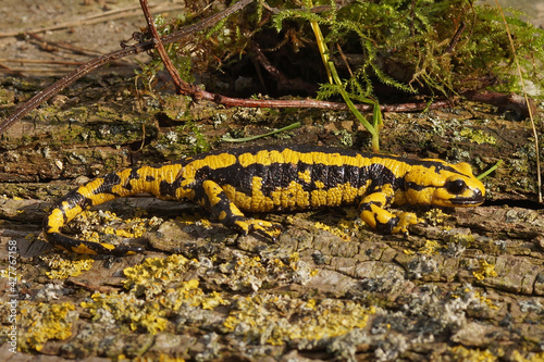 Bright yellow Tendi fire salamander (Salamandra bernardezi) crawling on the wooden surface photo