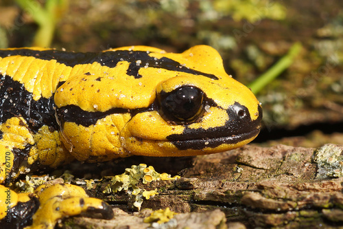 Headshot of the yellow-colored salamander (Salamandra bernardezi) in the natural background photo