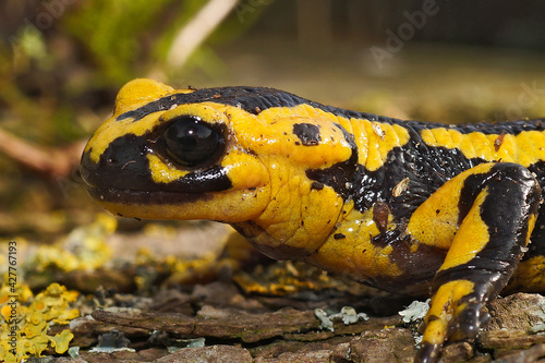 Bright yellow-colored Tendi fire salamander (Salamandra bernardezi) crawling on the ground photo