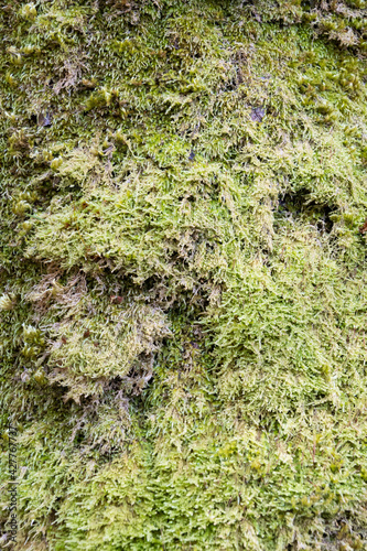 Background image of a close up of green moss covering the bark of a tree.