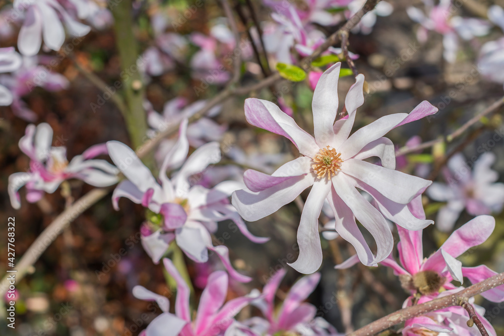 Magnolia stellata flowers blossoming in the garden Magnolia stellata flowers blossoming in the garden