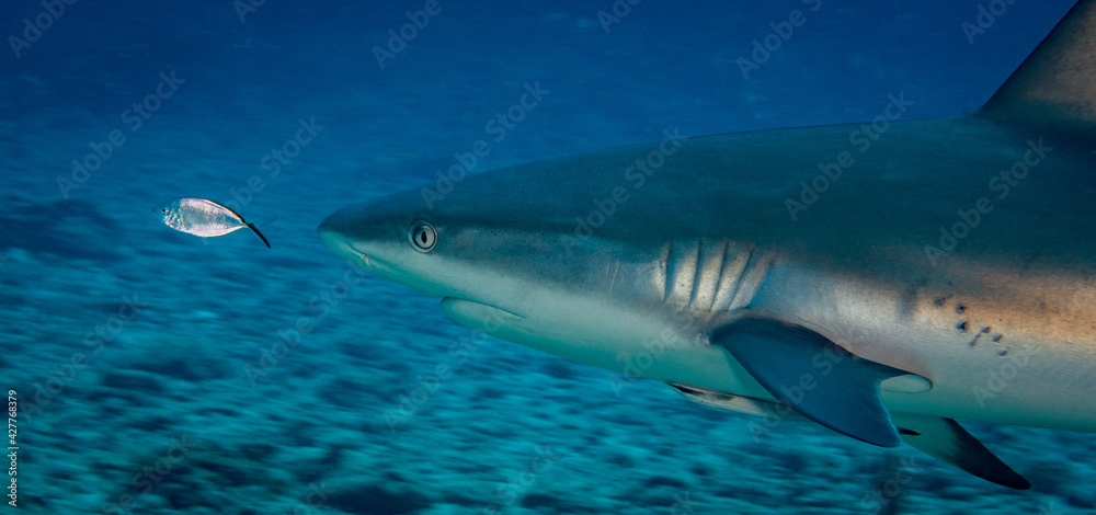 Naklejka premium Caribbean reef shark (Carcharhinus perezi) off the Caribbean island of St Martin
